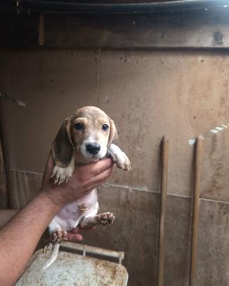 Beagle