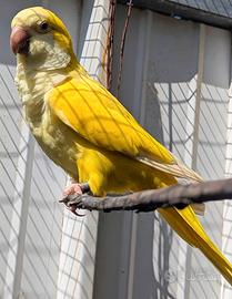 Femmina Riproduttrice Parrocchetto Monaco