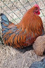 Gallo razza Brahma