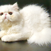 Gattini persiani ipertipici