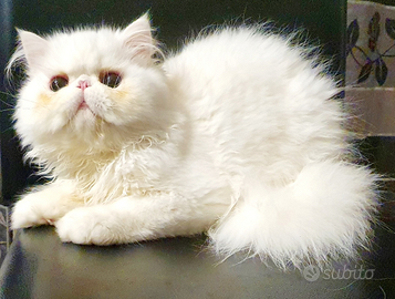 Gattini persiani ipertipici