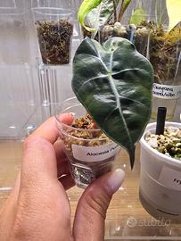 Baby Alocasia Polly 