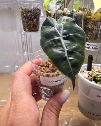 Baby Alocasia Polly 