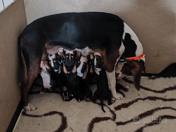 Cuccioli segugio serbo tricolore (ex jugoslavo)