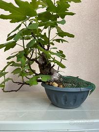 Prebonsai di fico
