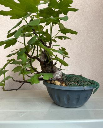 Prebonsai di fico