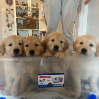 Golden retriver