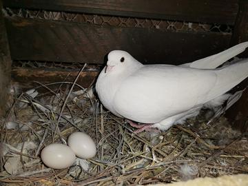 Piccioni viaggiatori bianchi