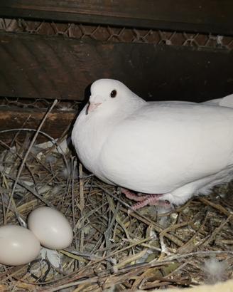 Piccioni viaggiatori bianchi