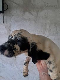 Cuccioli setter inglese