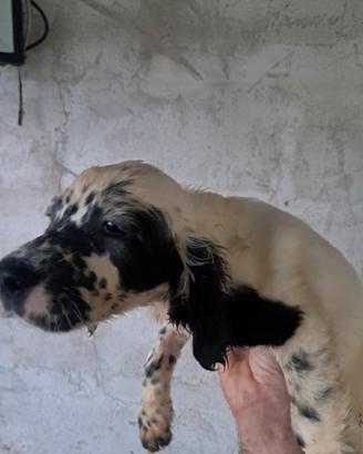 Cuccioli setter inglese