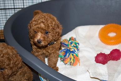 Barboncino con pedigree