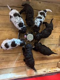 Lagotto Romagnolo da tartufi