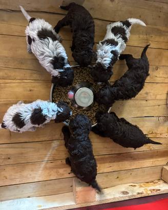 Lagotto Romagnolo da tartufi