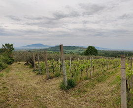 Terreno Agricolo loc. Moma