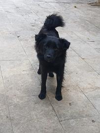 Simil volpino 1 anno