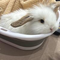 Coniglio ariete nano