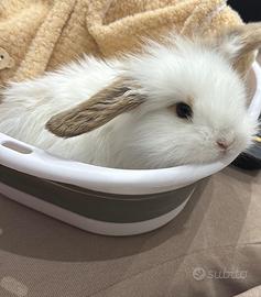 Coniglio ariete nano