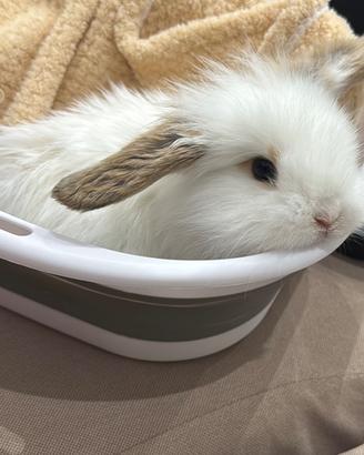 Coniglio ariete nano