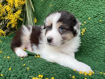 Cucciolo di pastore australiano