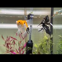 Coppia scalari adulti