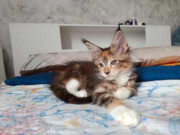 Cucciola Maine coon