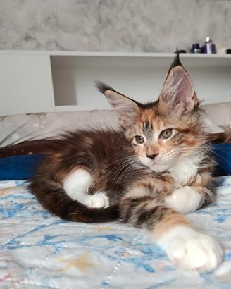 Cucciola Maine coon