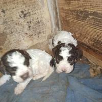 Cuccioli di Lagotto