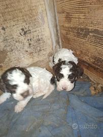 Cuccioli di Lagotto