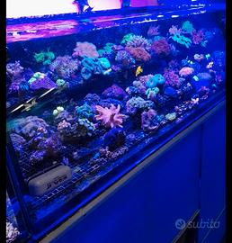 Coralli molli invertebrati acquario marino
