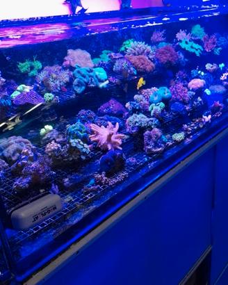 Coralli molli invertebrati acquario marino