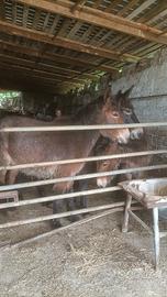 Mule