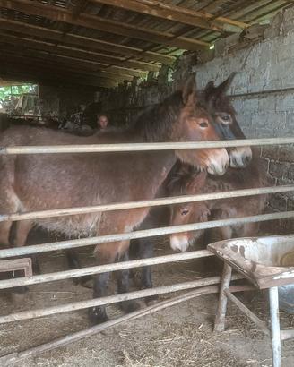 Mule