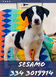 Sesamo cucciolo taglia media