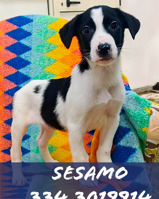 Sesamo cucciolo taglia media