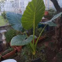 Pianta orecchie da elefante