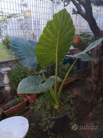 Pianta orecchie da elefante