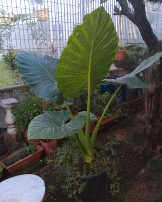 Pianta orecchie da elefante