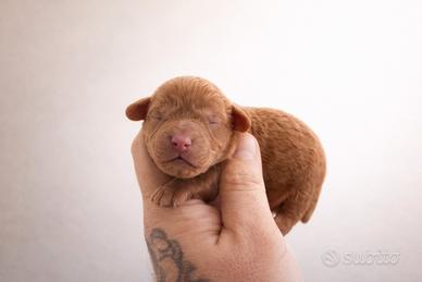 Cucciolo barboncino toy e minitoy