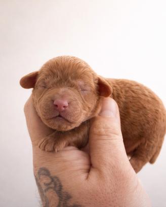 Cucciolo barboncino toy e minitoy