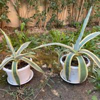 Agave americana striata