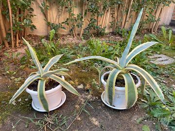 Agave americana striata