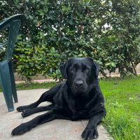 Cuccioli Labrador