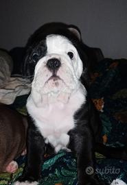 Bulldog inglese esotico