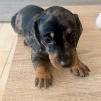 Disponibili cuccioli di Bassotto Arlecchino