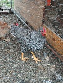 Gallo razza amrock