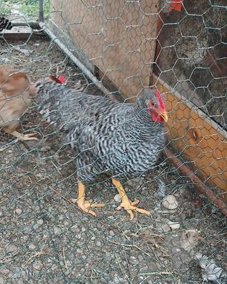 Gallo razza amrock