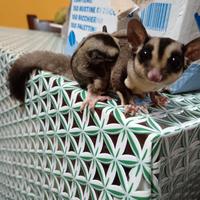 Petauro dello zucchero