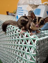 Petauro dello zucchero