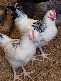 Galline ornamentali